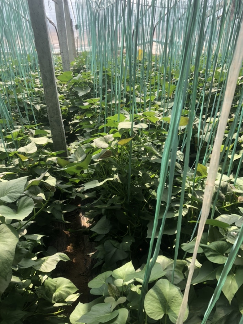 西瓜红地瓜脱毒苗大量有货