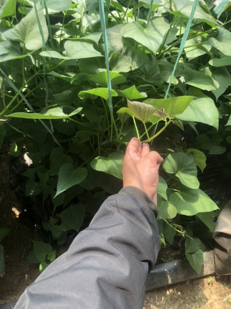 西瓜红地瓜脱毒苗大量有货