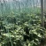 西瓜红地瓜脱毒苗大量有货