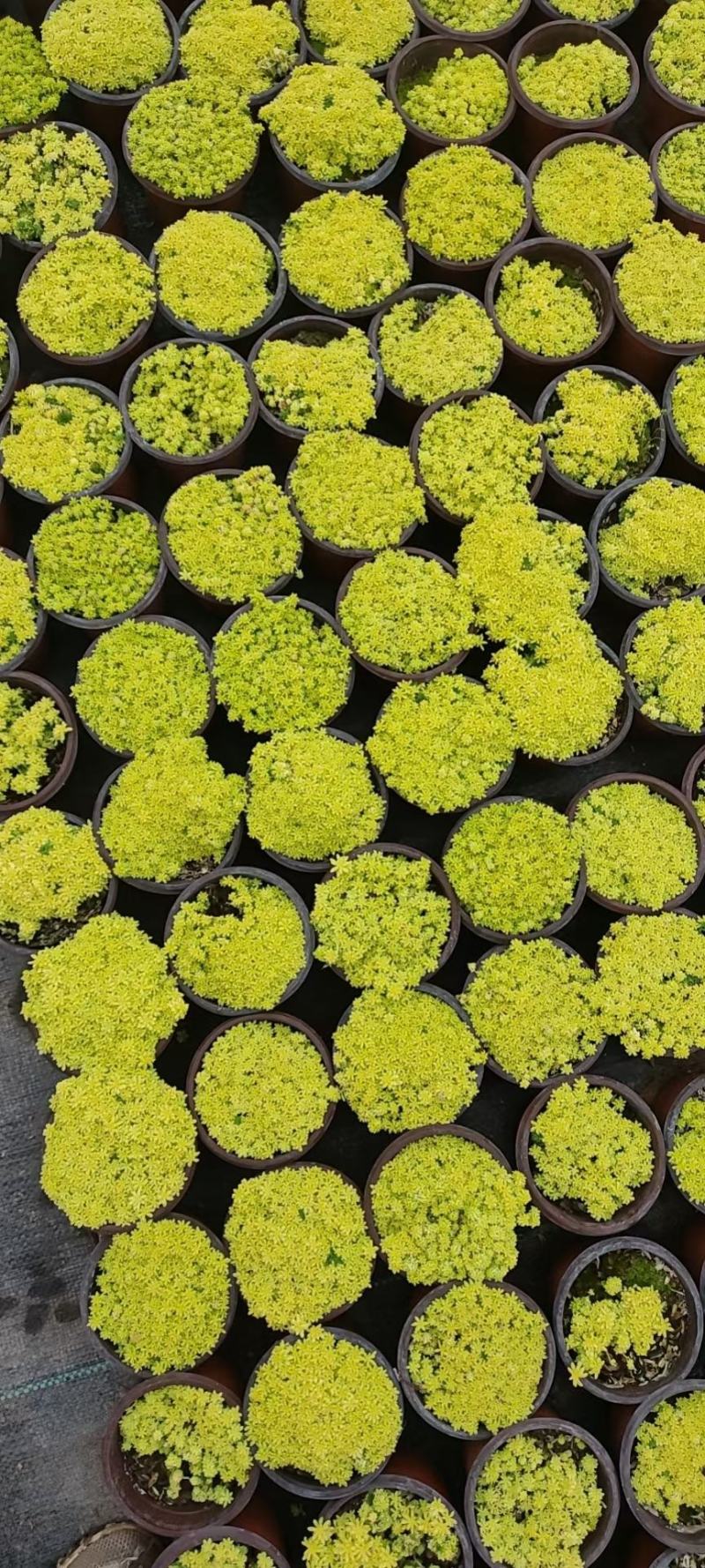 优质黄金万年草黄金草佛甲草产地直发量大可优惠