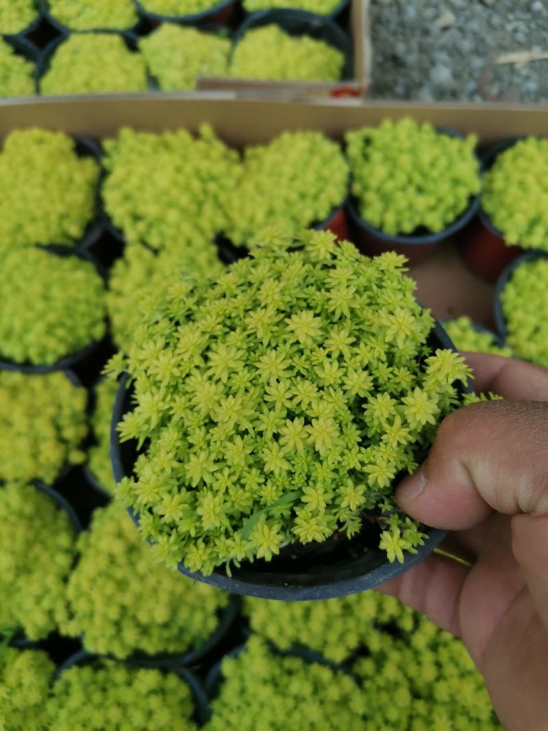 优质黄金万年草黄金草佛甲草产地直发量大可优惠