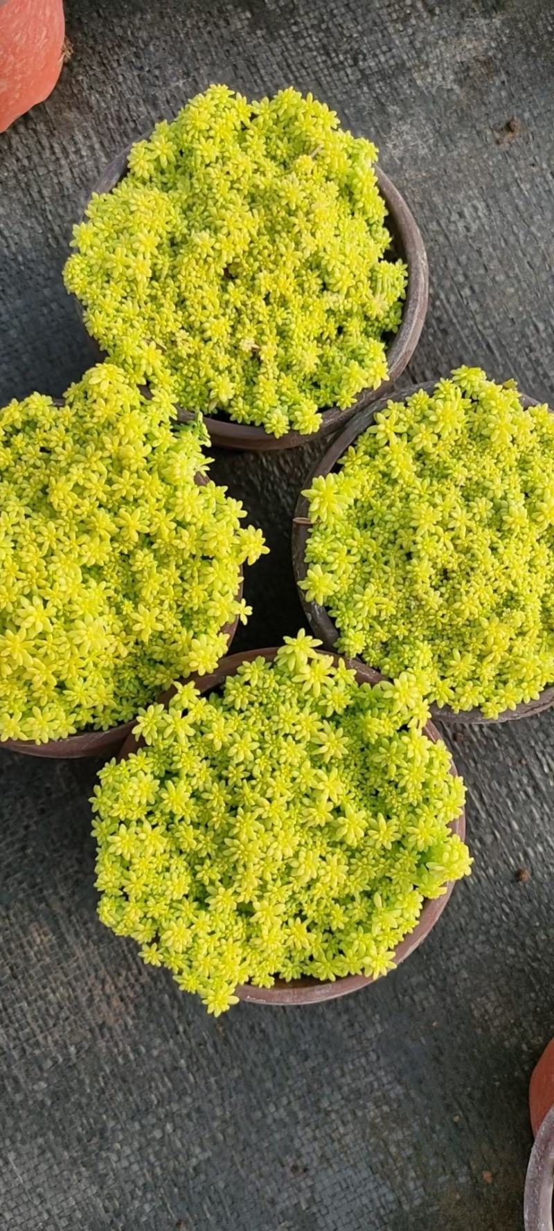 优质黄金万年草黄金草佛甲草产地直发量大可优惠