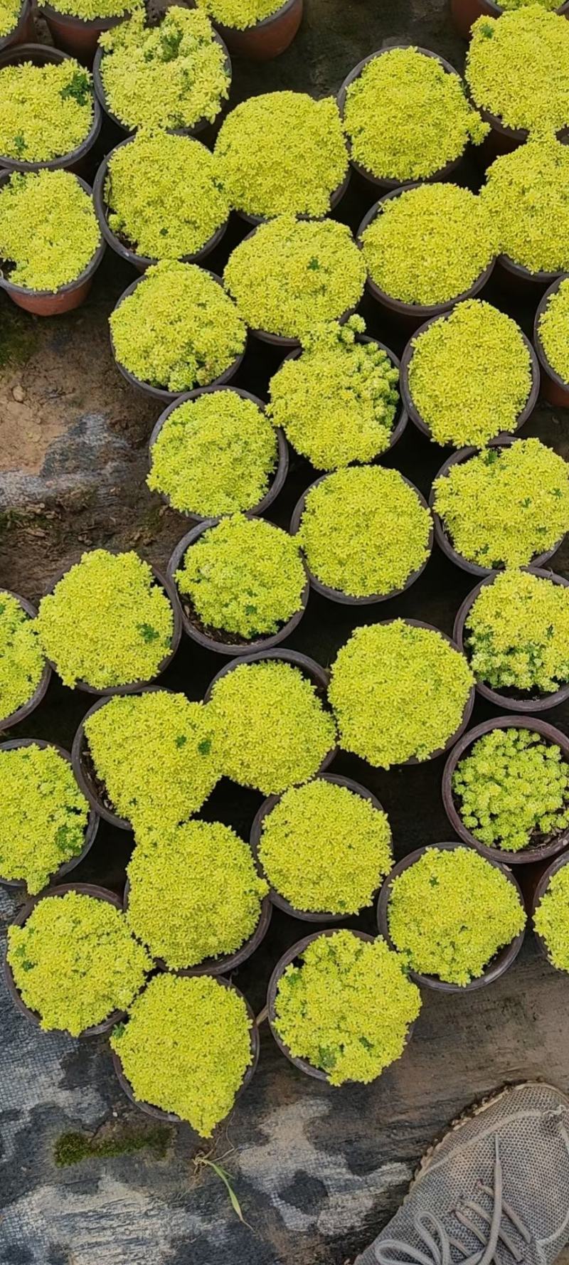 优质黄金万年草黄金草佛甲草产地直发量大可优惠