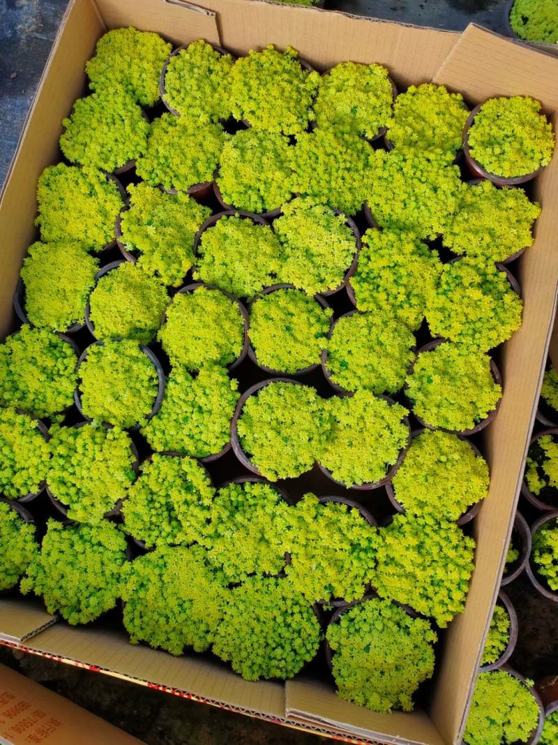 优质黄金万年草黄金草佛甲草产地直发量大可优惠