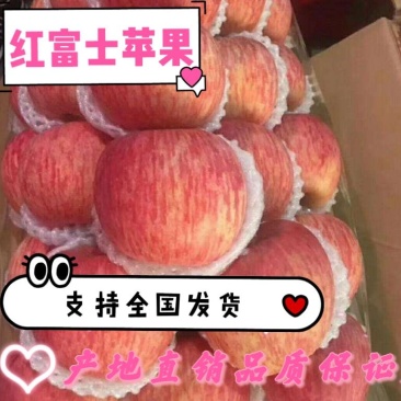 山东万亩红富士苹果纸袋膜袋产值供销基地