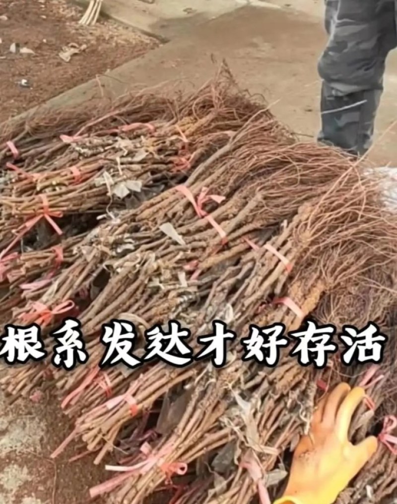 【火爆新品】中国红玫瑰葡萄苗，自然无核，甜度高，保湿发货