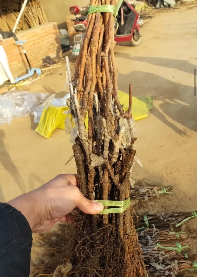 【火爆新品】中国红玫瑰葡萄苗，自然无核，甜度高，保湿发货