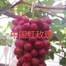 【火爆新品】中国红玫瑰葡萄苗，自然无核，甜度高，保湿发货