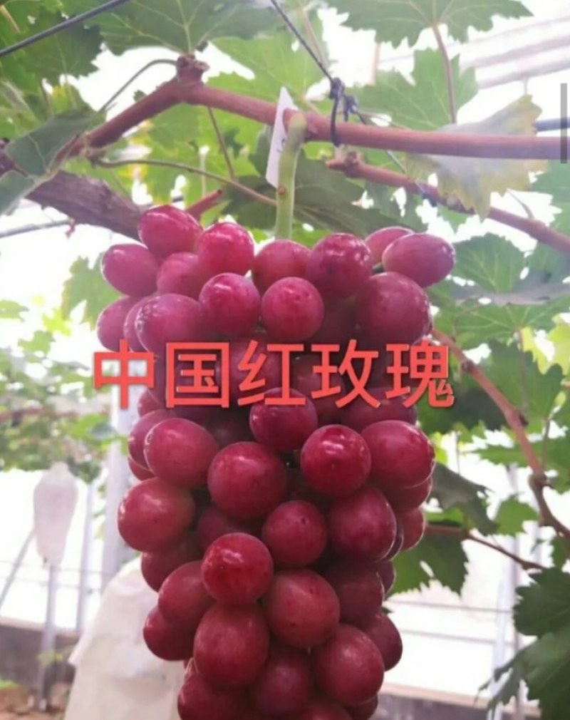 【火爆新品】中国红玫瑰葡萄苗，自然无核，甜度高，保湿发货