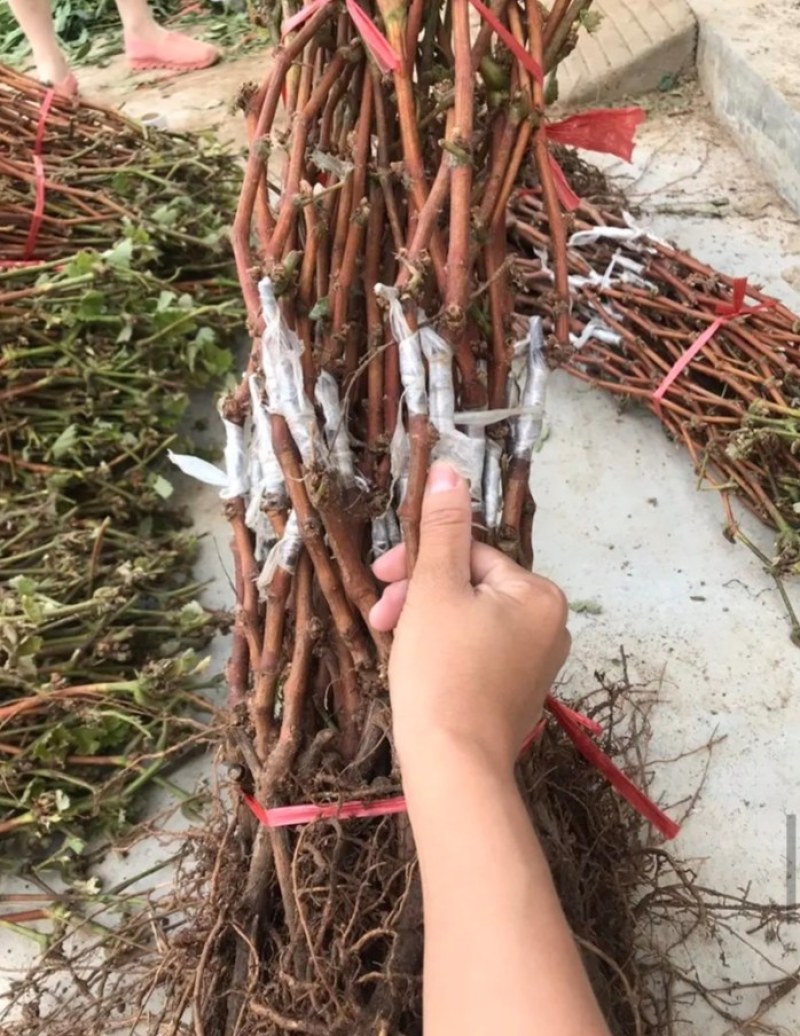 【火爆新品】中国红玫瑰葡萄苗，自然无核，甜度高，保湿发货