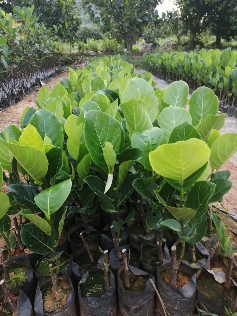 马来西亚1号，5号，8号12号菠萝蜜苗单果60到80斤重