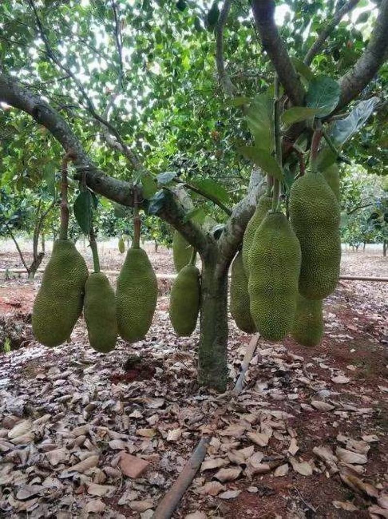 马来西亚1号，5号，8号12号菠萝蜜苗单果60到80斤重