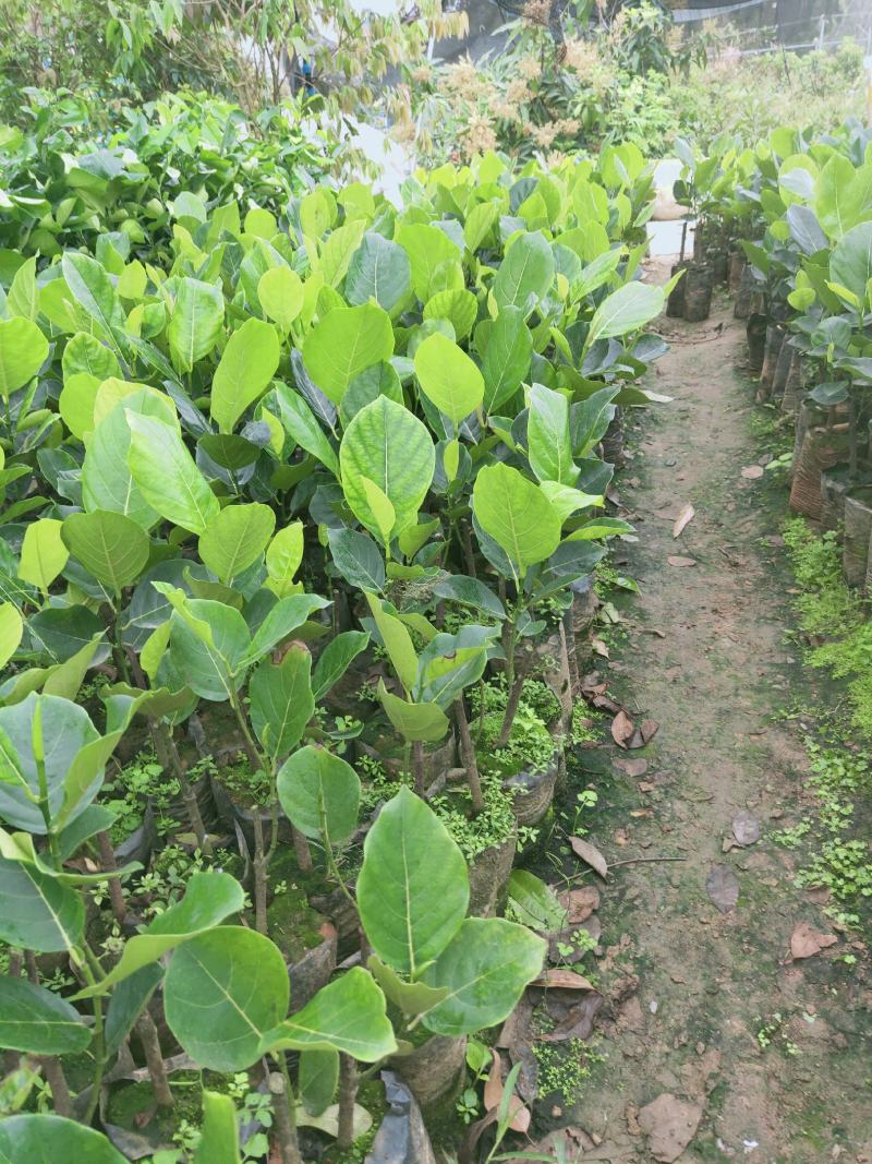 马来西亚1号，5号，8号12号菠萝蜜苗单果60到80斤重