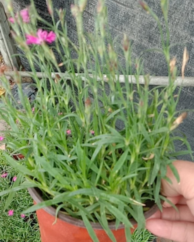 欧石竹草花基地出售营业钵欧石竹海量上市