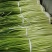 什邡优质蒜苔即将大量上市
