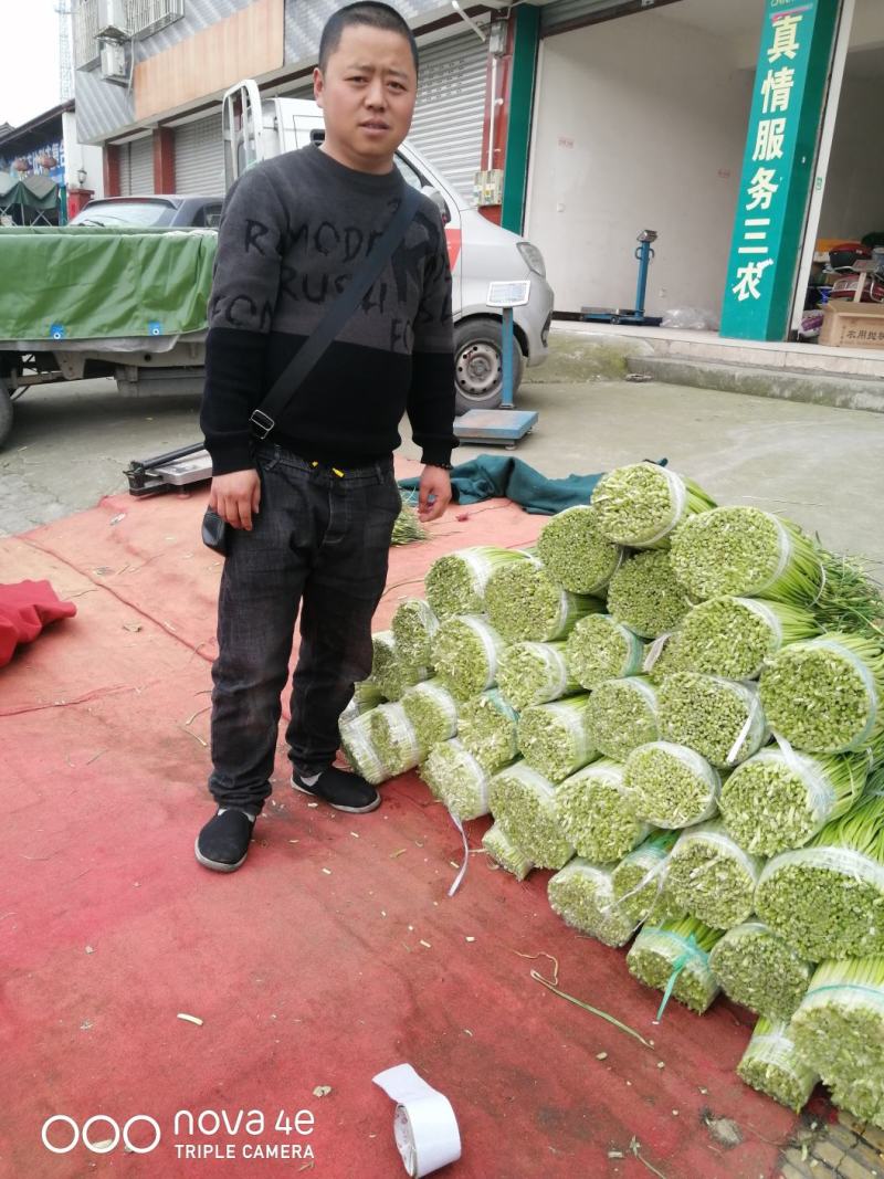 什邡优质蒜苔即将大量上市