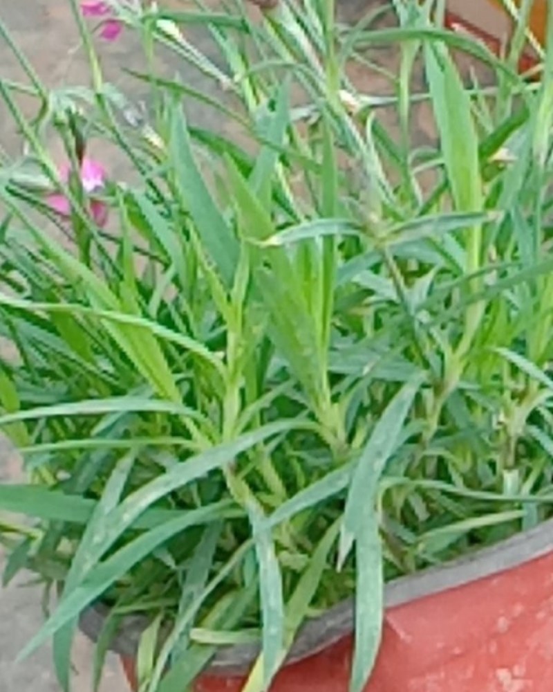 欧石竹草花基地出售营业钵欧石竹海量上市