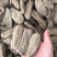 天麻批发昭通小草坝乌天麻个头大的8头一斤起批