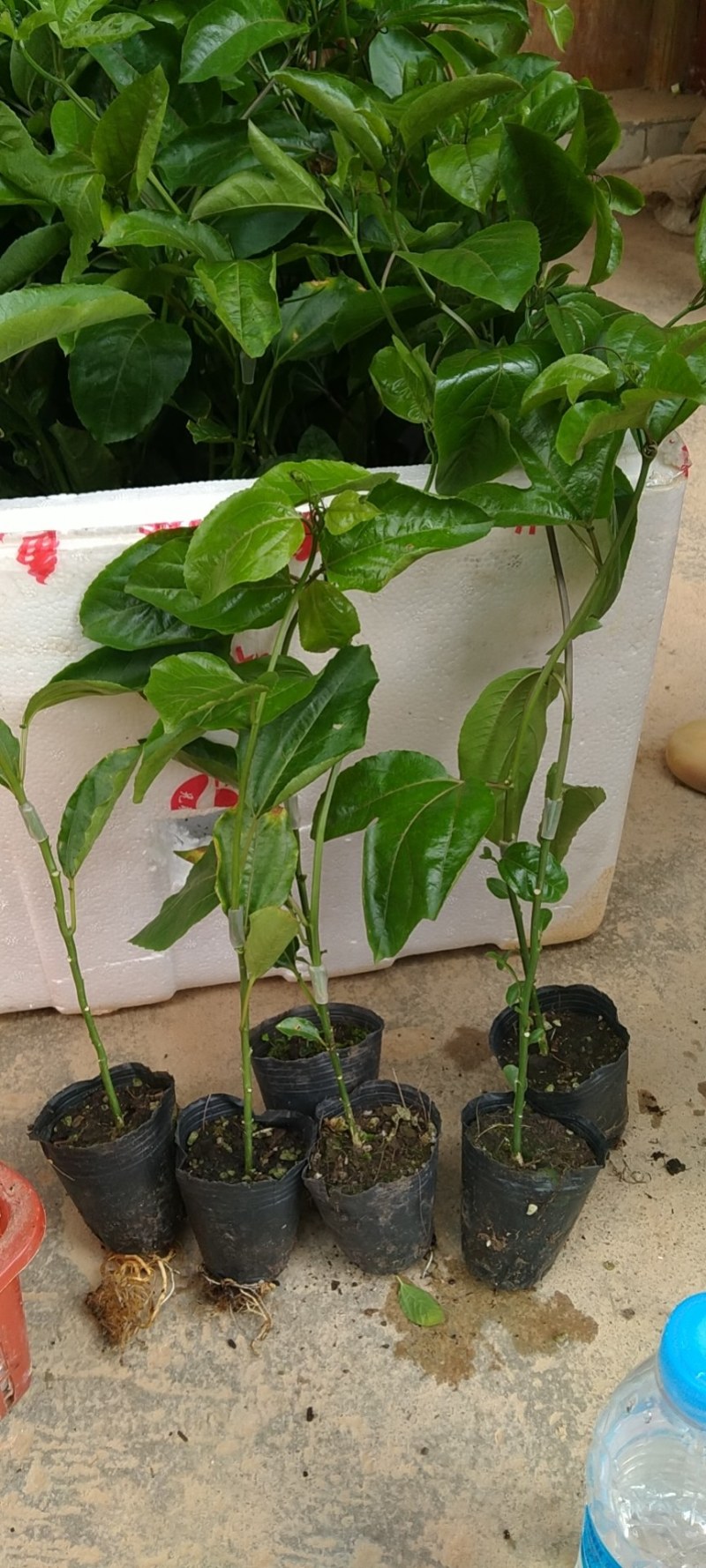 黄金百香果嫁接苗，种植几个月挂果，果子香甜！量大批发价！