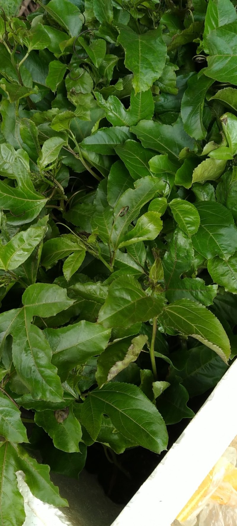 黄金百香果嫁接苗，种植几个月挂果，果子香甜！量大批发价！