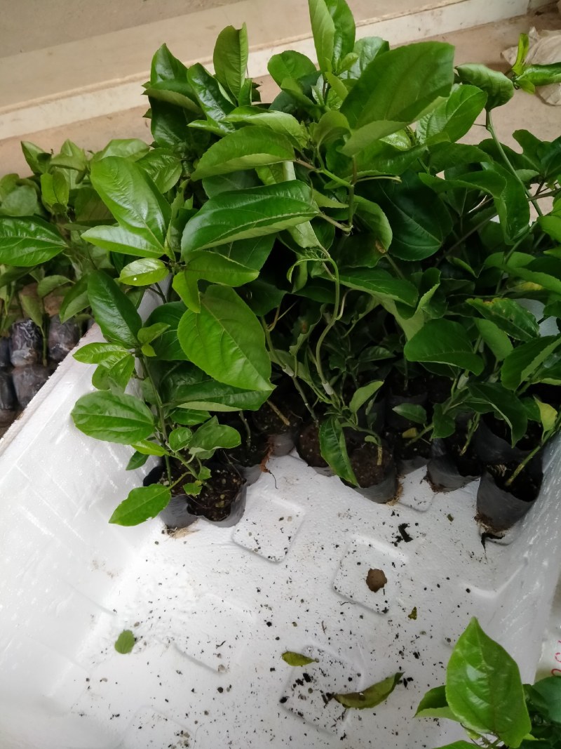 黄金百香果嫁接苗，种植几个月挂果，果子香甜！量大批发价！