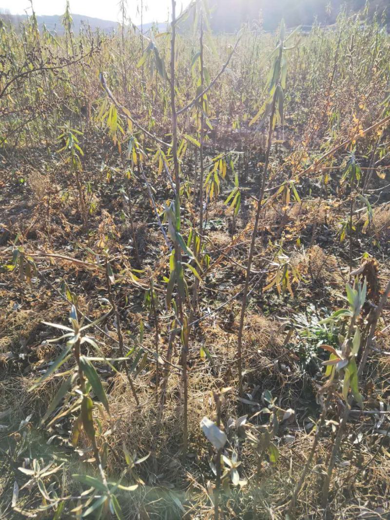 灯笼果苗，钙果苗，黑加仑苗，红树莓苗批发各种树莓苗，当年