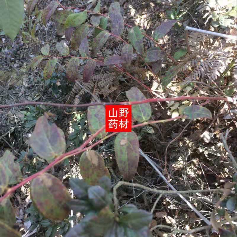 云南野生中药材透骨草泡酒泡脚云贵特有搭配伸筋草更好5