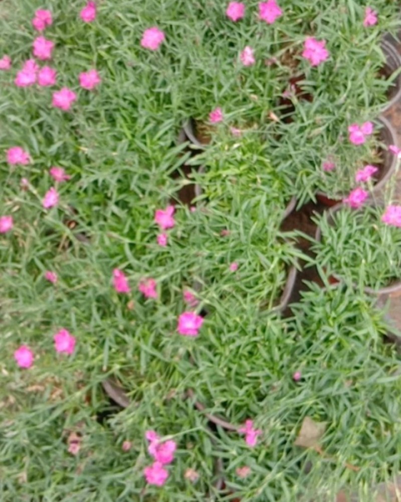 欧石竹草花基地出售营业钵欧石竹海量上市