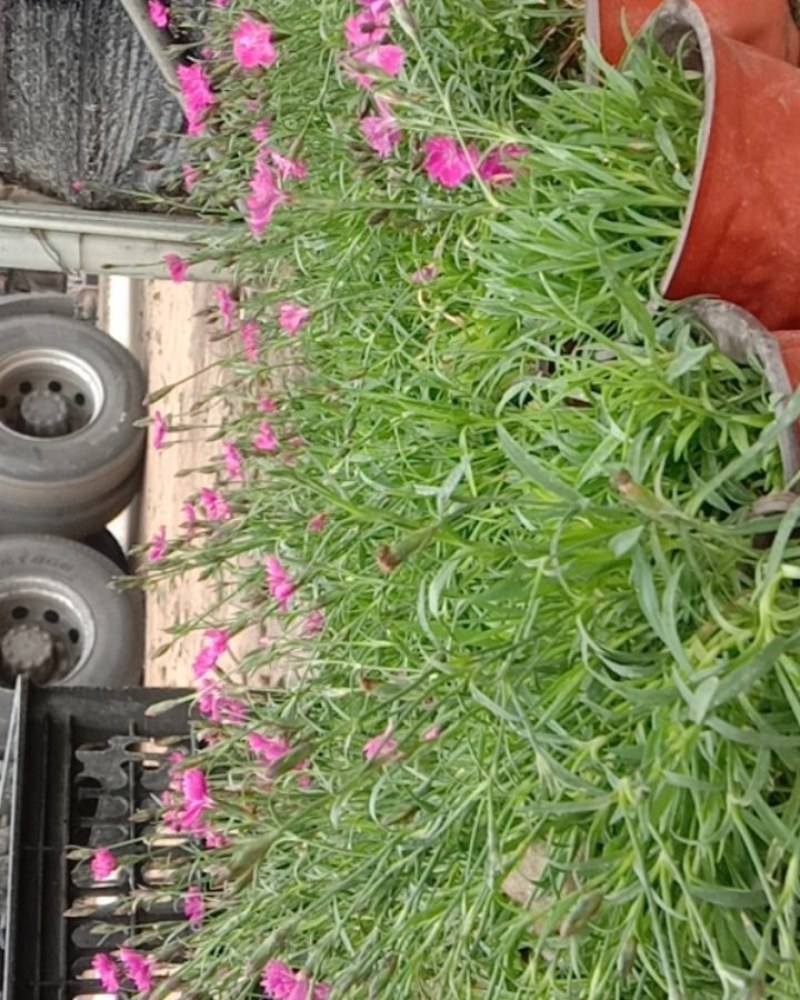 欧石竹草花基地出售营业钵欧石竹海量上市