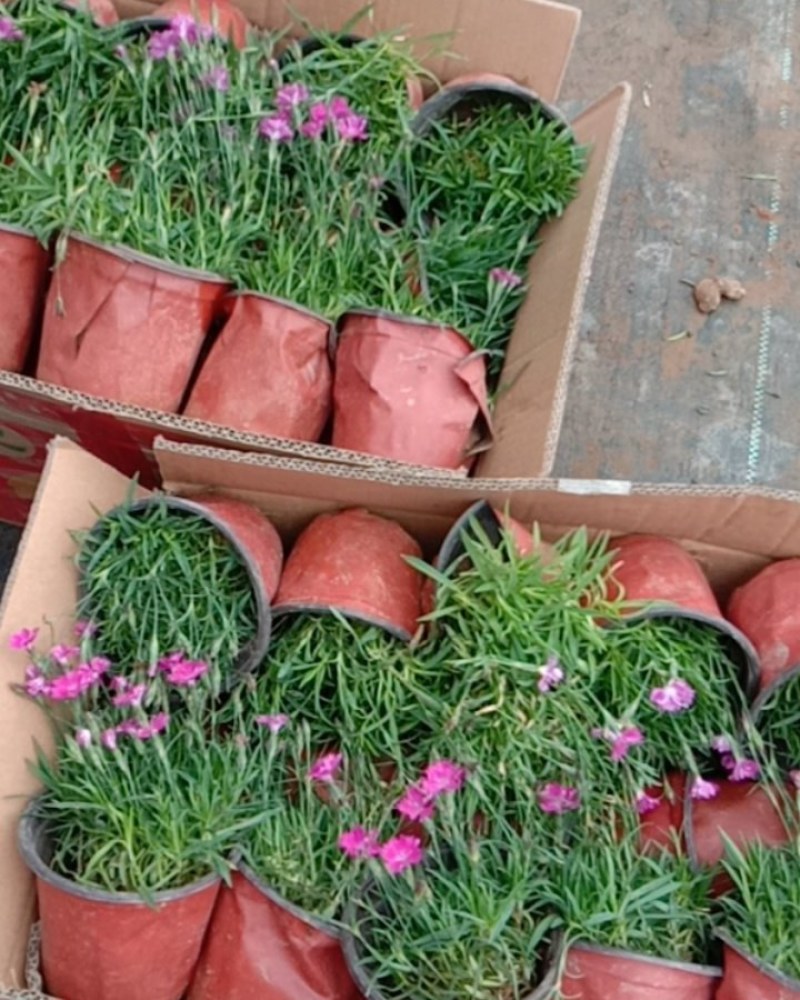 欧石竹草花基地出售营业钵欧石竹海量上市