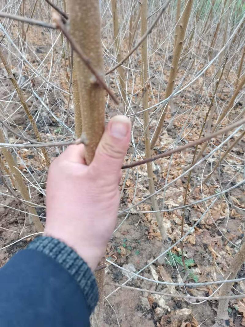 桃树苗基地直供，价格实惠，多种规格，可包邮。