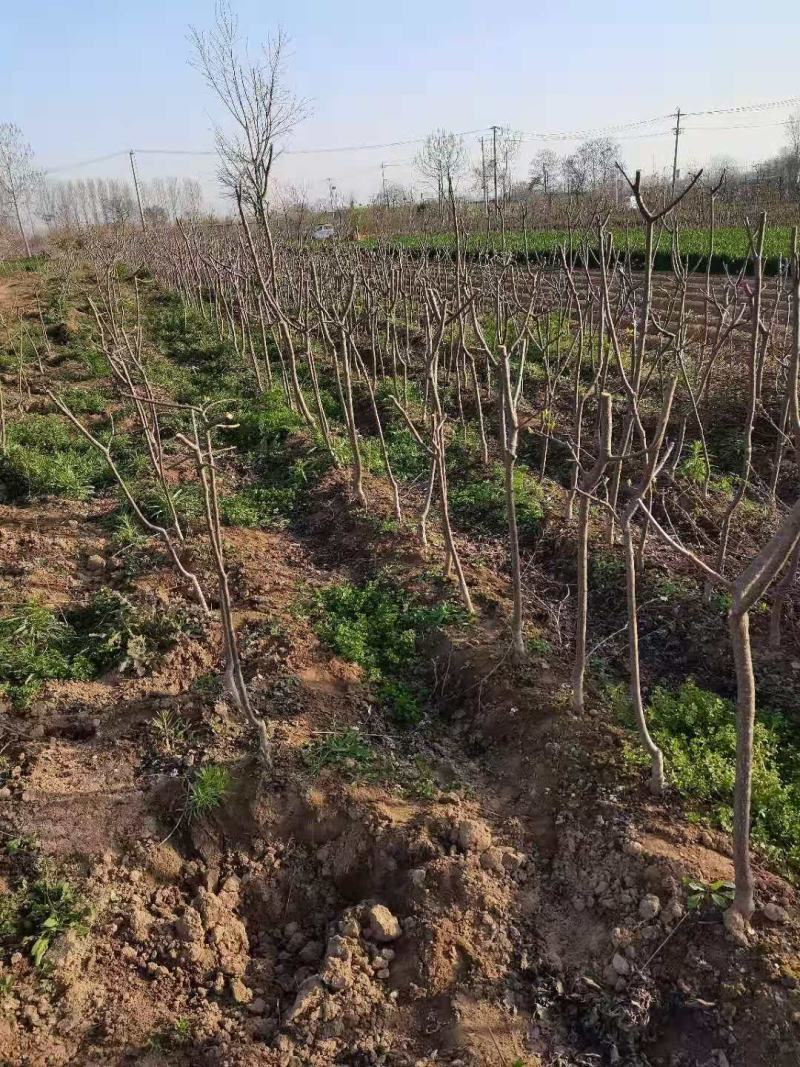 桃树苗基地直供，价格实惠，多种规格，可包邮。
