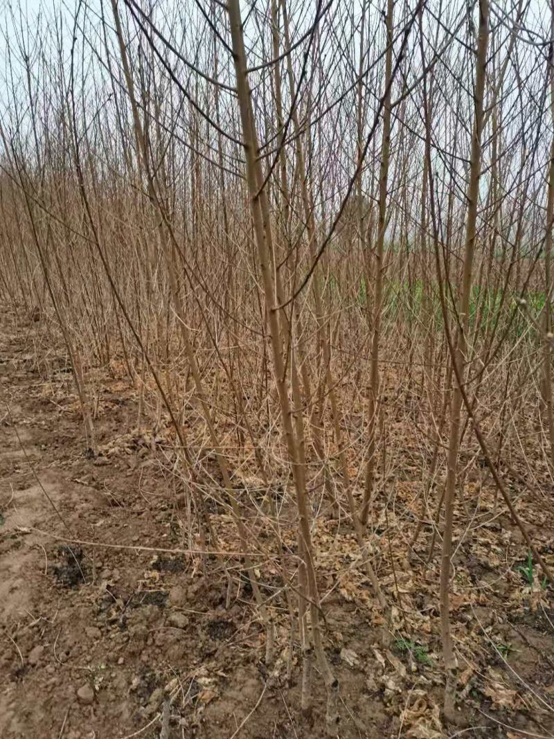 桃树苗基地直供，价格实惠，多种规格，可包邮。