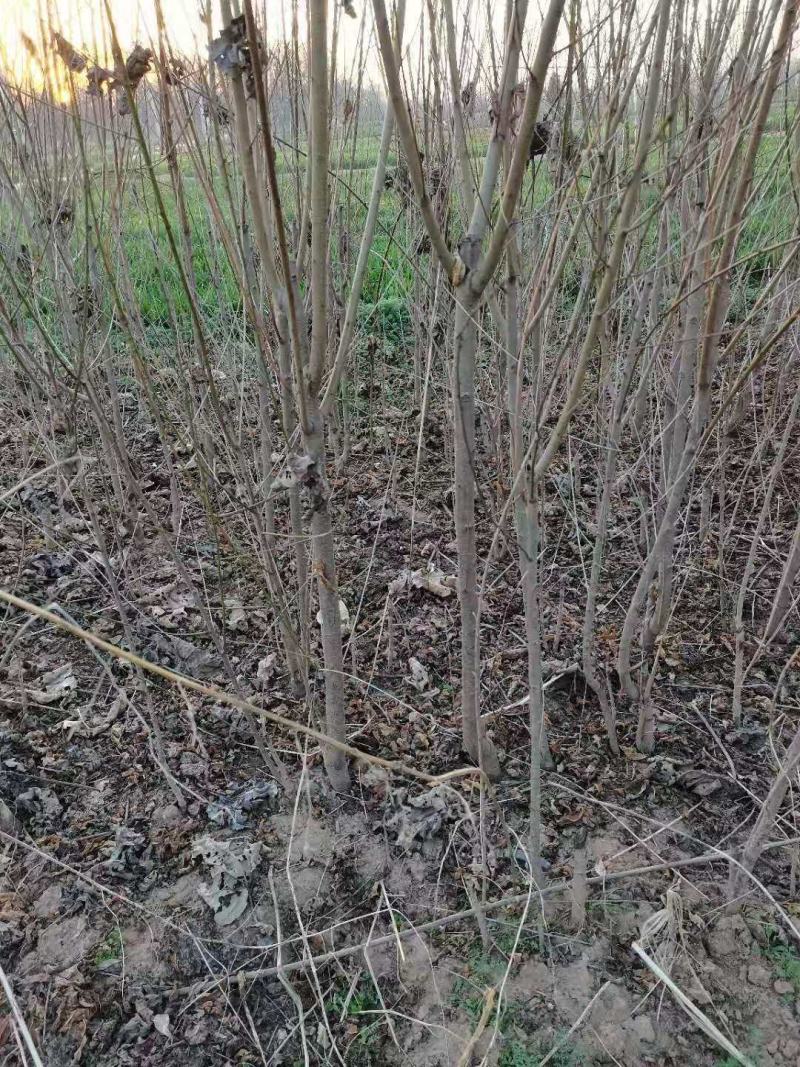桃树苗基地直供，价格实惠，多种规格，可包邮。