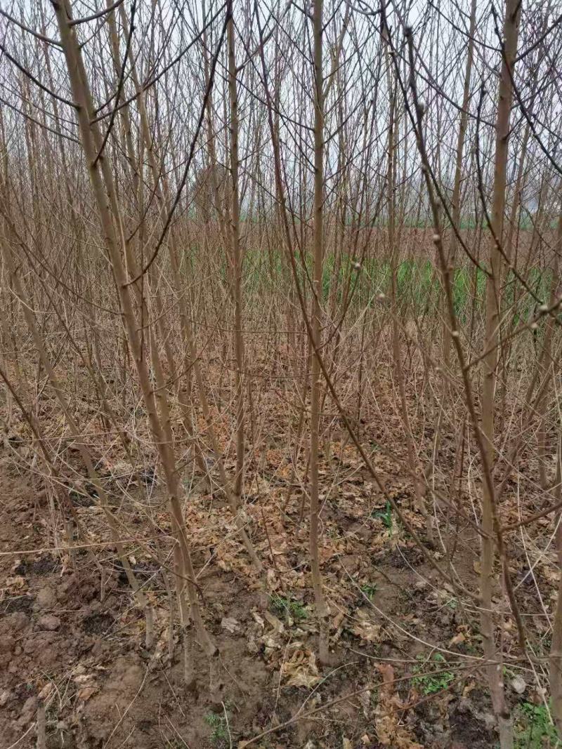 桃树苗基地直供，价格实惠，多种规格，可包邮。