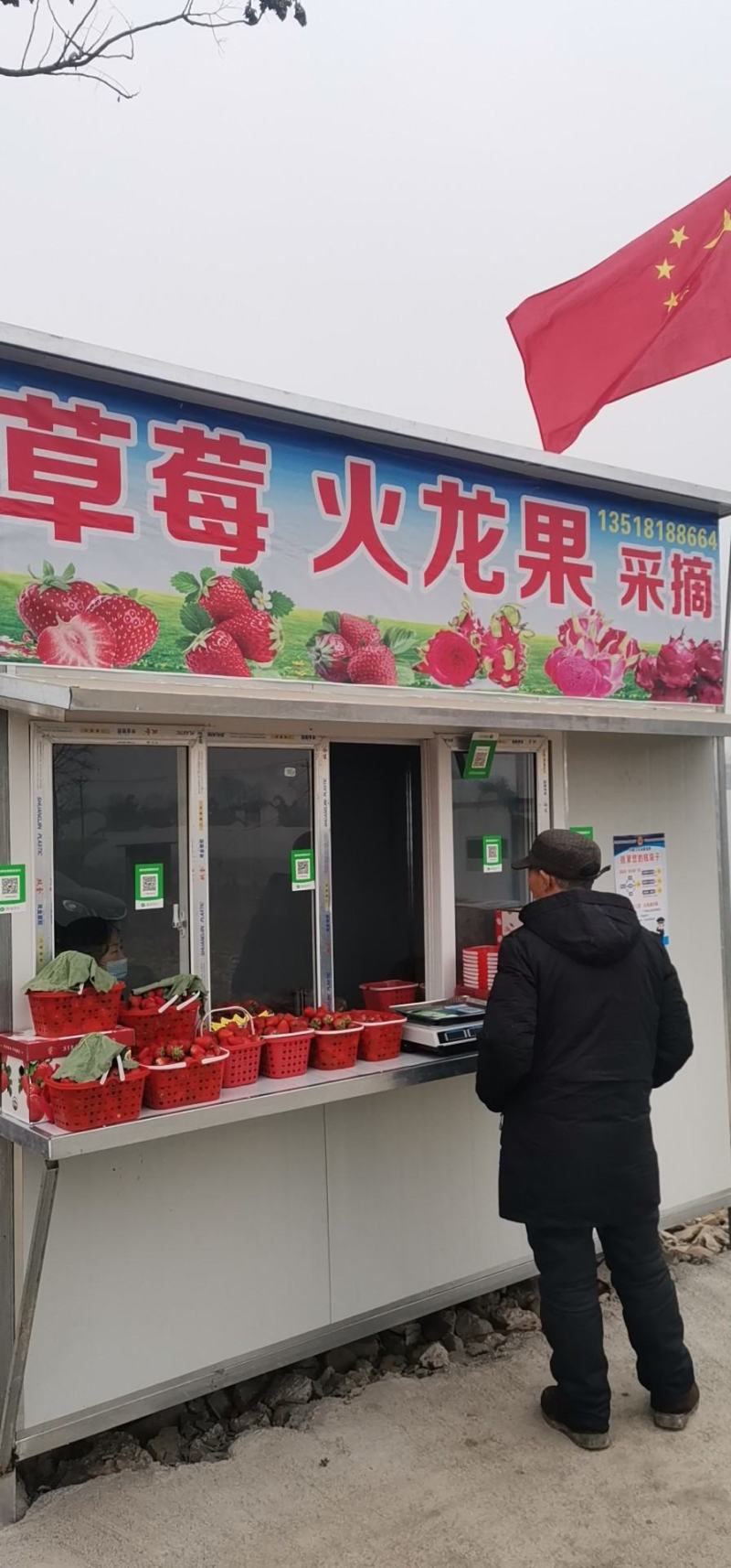 京都一号火龙果苗，红心火龙果自花授粉。软枝大红。