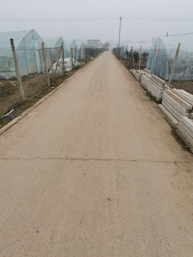 京都一号火龙果苗，红心火龙果自花授粉。软枝大红。