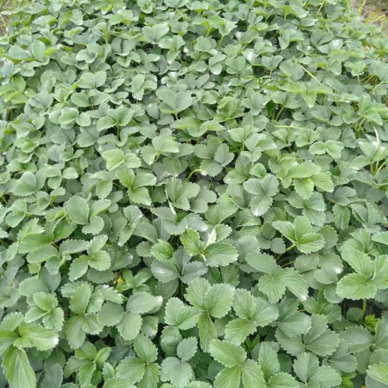 草莓苗，大叶红颜种苗。红颜，草莓种苗，红颜草莓种苗。