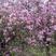 出售宫粉洋紫荆树，大小型号都有
