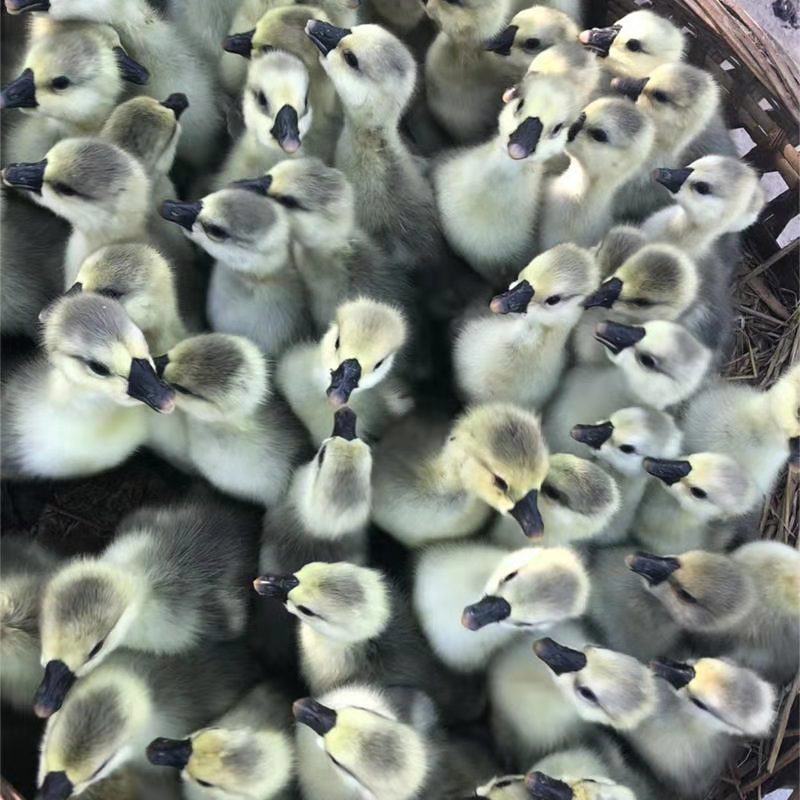 纯种狮头鹅苗种狮头鹅苗正宗狮头鹅苗假一罚十包纯种