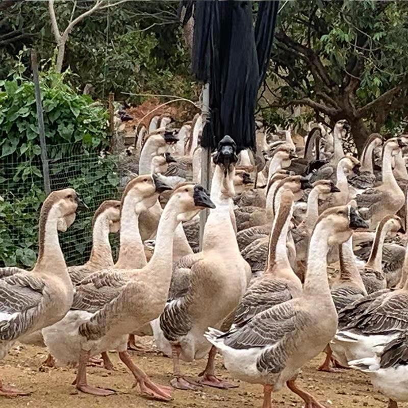 纯种狮头鹅苗种狮头鹅苗正宗狮头鹅苗假一罚十包纯种