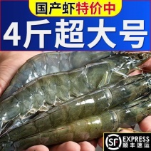 【顺丰包邮】海捕大虾对虾新鲜保鲜发货冷链4斤拿样鲜活批发