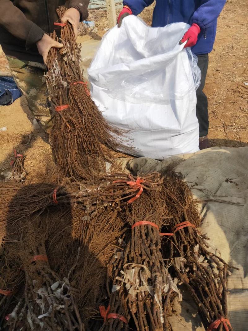 基地直供葡萄苗，多种规格，价格实惠，欢迎来电