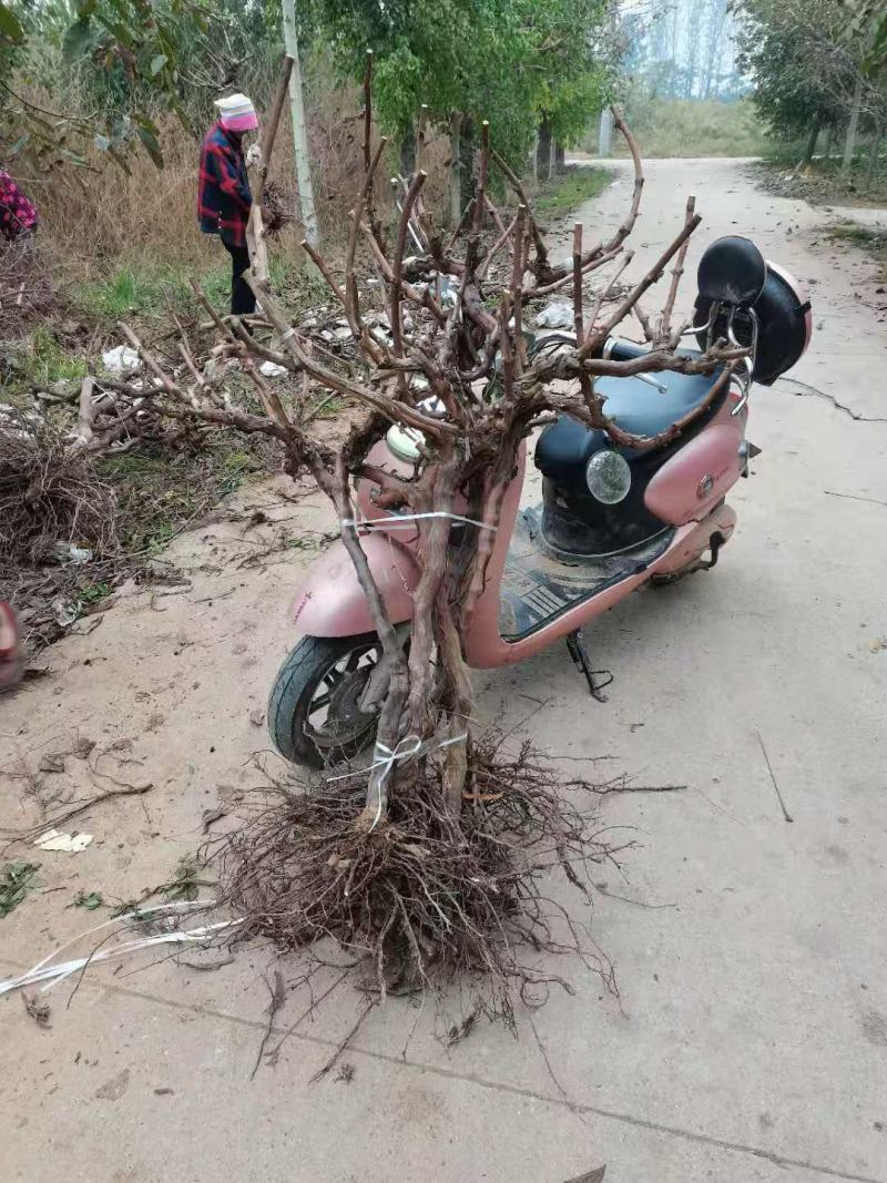 基地直供葡萄苗，多种规格，价格实惠，欢迎来电