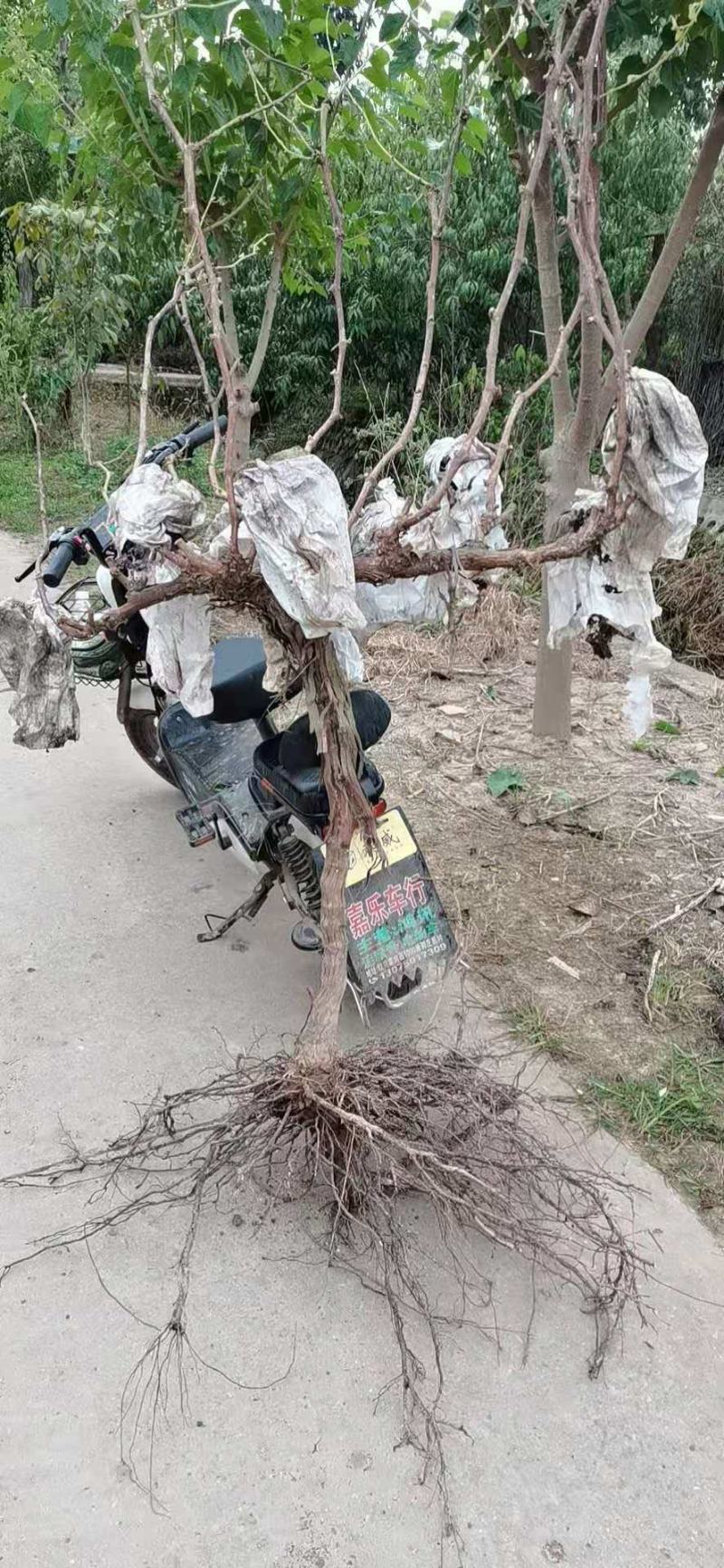 基地直供葡萄苗，多种规格，价格实惠，欢迎来电