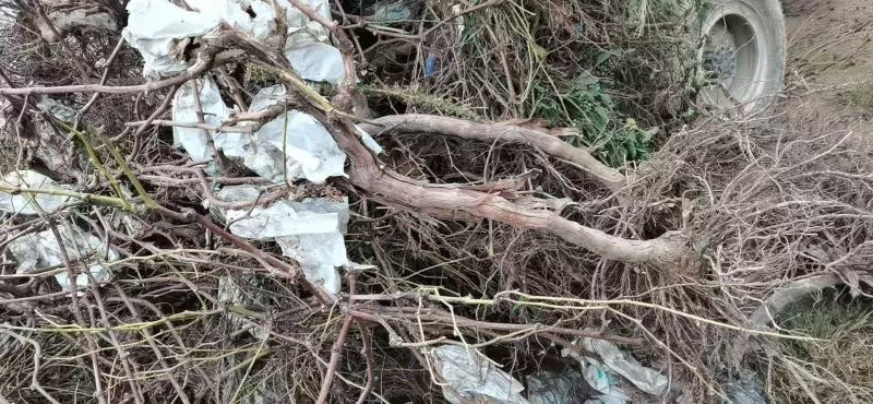基地直供葡萄苗，多种规格，价格实惠，欢迎来电