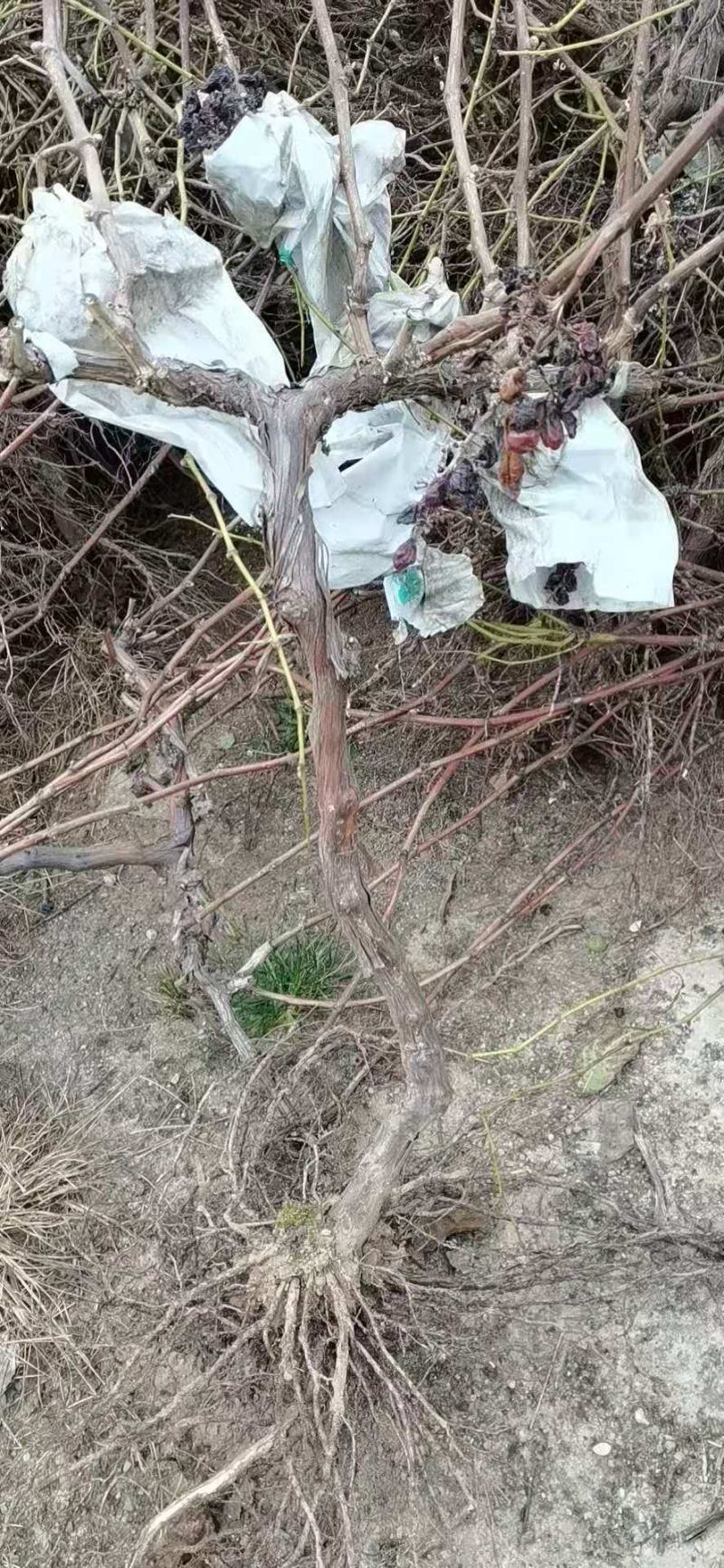基地直供葡萄苗，多种规格，价格实惠，欢迎来电