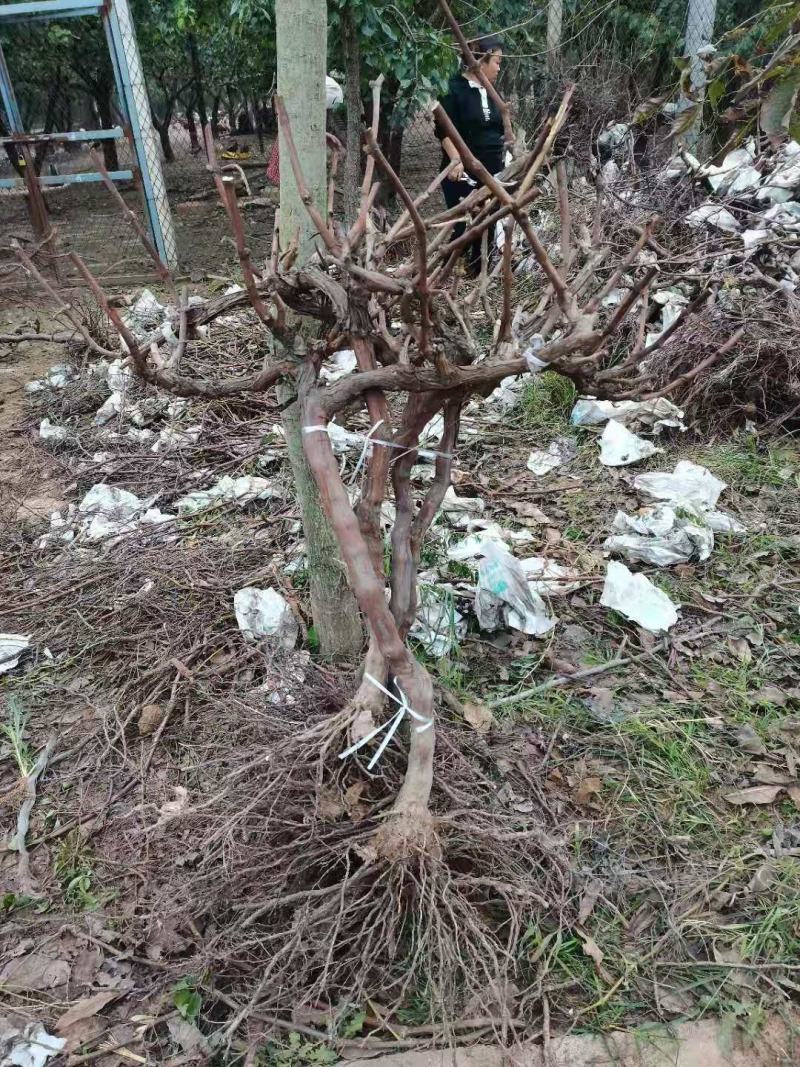 基地直供葡萄苗，多种规格，价格实惠，欢迎来电