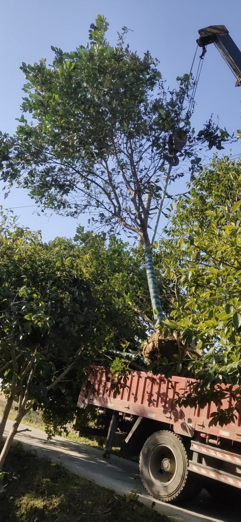 绿化苗香泡树，香橼树，柚子树规格齐全（带土球基地直供）