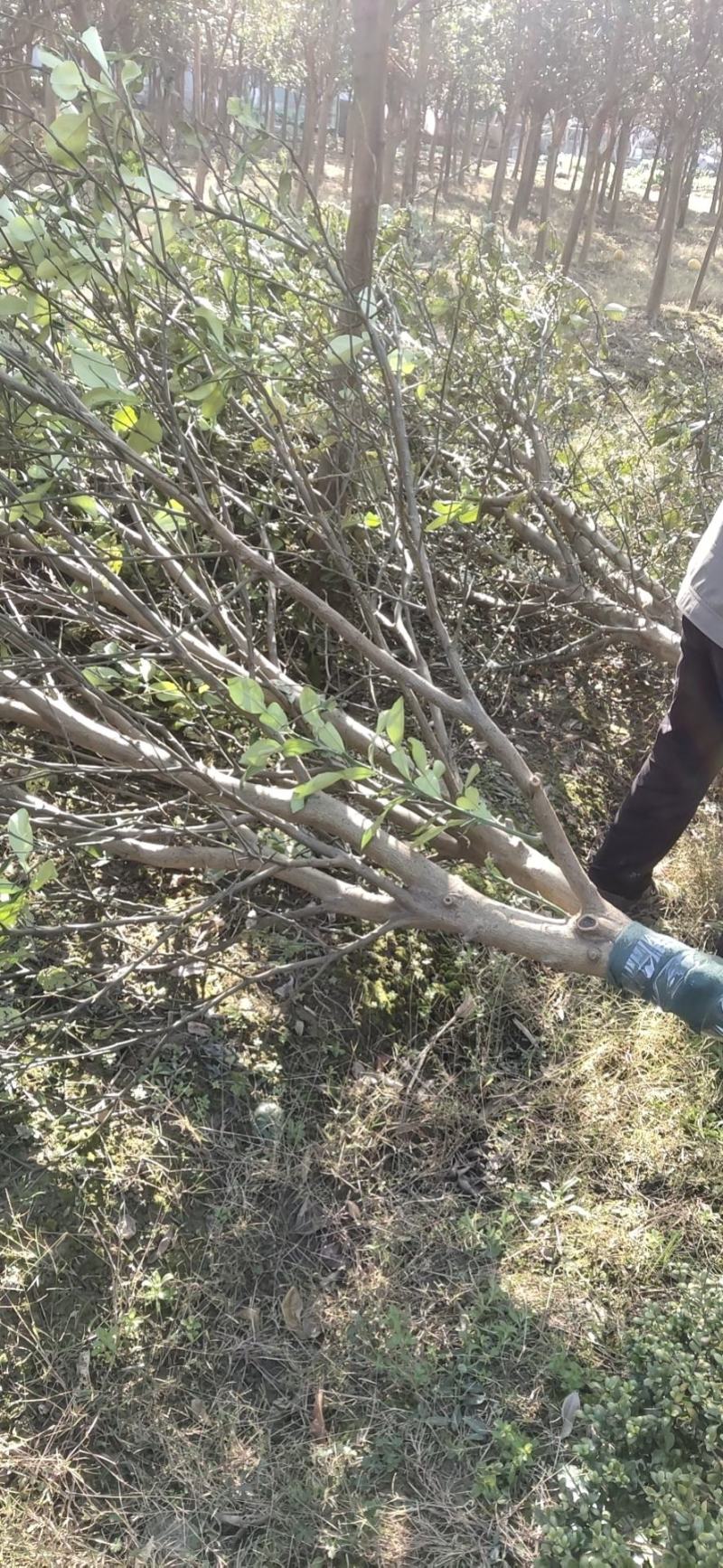 绿化苗香泡树，香橼树，柚子树规格齐全（带土球基地直供）